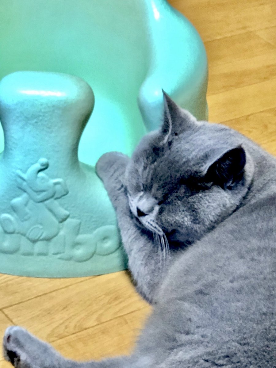 ねこポプラ お気に入りなのです それは 赤ちゃんのイス まぁ かわいいからいいか ブリティッシュショートヘア ねこポプラ バンボ お昼寝 猫のいる暮らし 猫好きさんと繋がりたい
