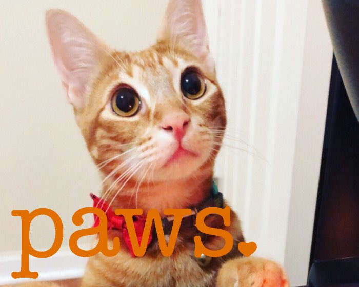 cheddarjackcat's tweet photo. I’ve made it to the next round!!! 😺😺😺 we now have to make it to the top 5 within a week! Can I make it? With all of your love, support and votes I know I can! Meow 😸😸💖💖👇👇

https://t.co/nxMQ6nFi3f

#AmericasFavoritePet #Cat #voteJack https://t.co/spMCeZ4QOI