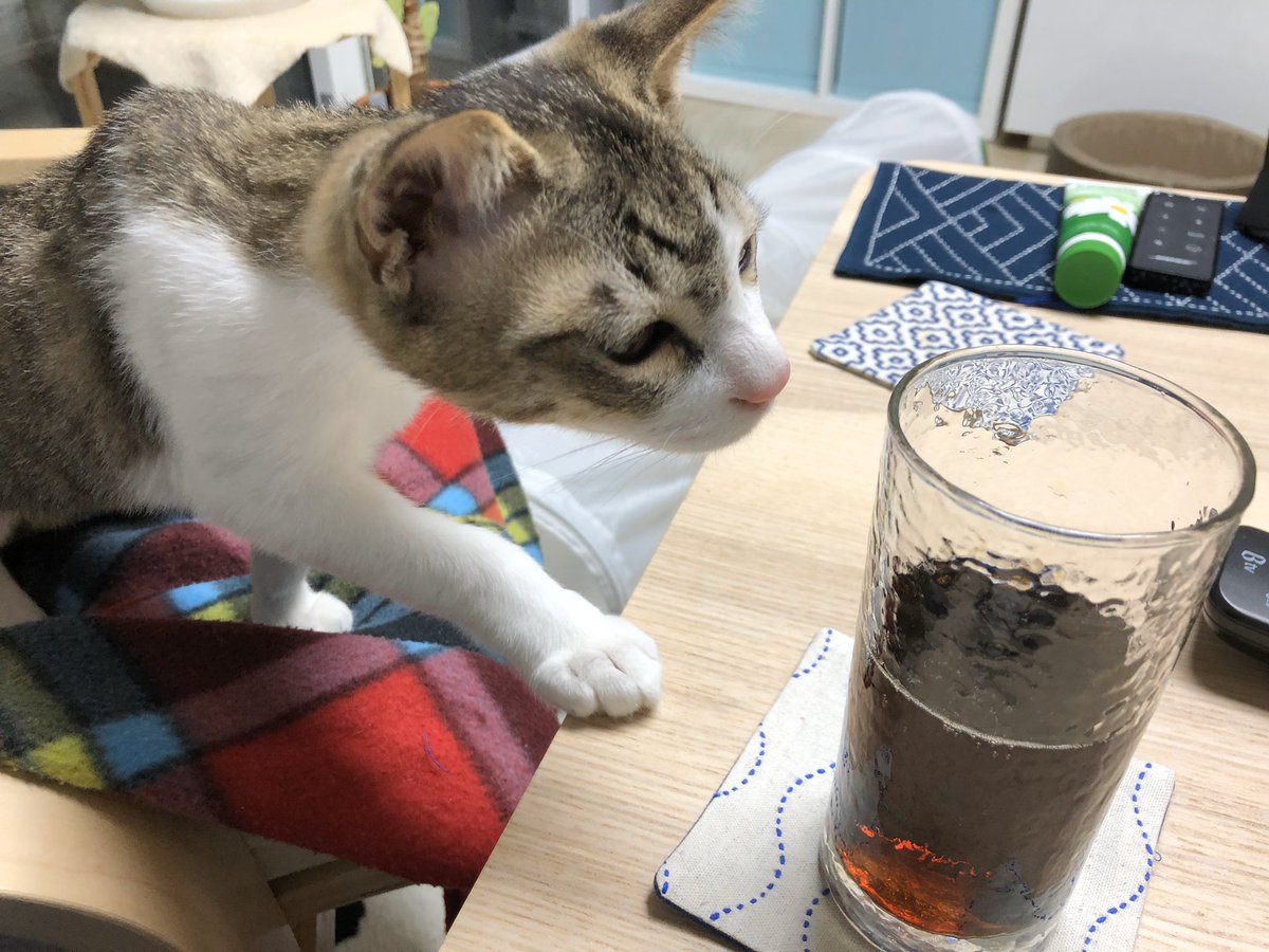 개만 그런게 아니고 고양이도 인간이 먹을 거 갖고 있으면 기웃거린다.