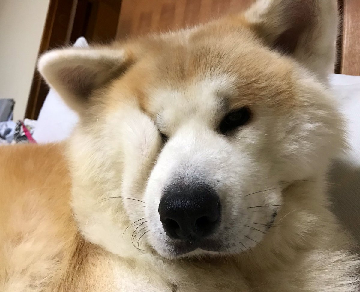 柴犬 秋田犬 はちモナじんくんとポン吉 お顔が半分潰れてますけど 秋田犬 潰れ顔 ぶさかわ