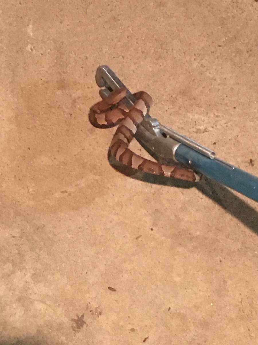 BradCozart's tweet photo. Neighborhood copperhead death toll reached 30 tonight thanks to yours truly https://t.co/qHWfnHDAin