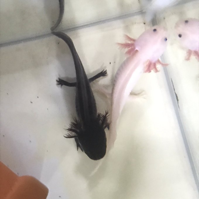 ウーパールーパーのtwitterイラスト検索結果 古い順 ウーパールーパーのtwitterイラスト検索結果 古い順