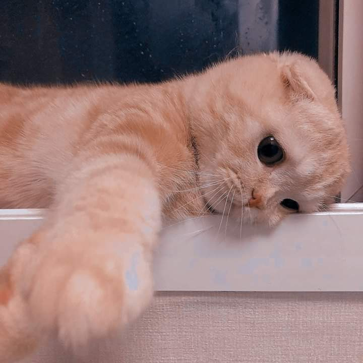 Claws 😸 tweet media