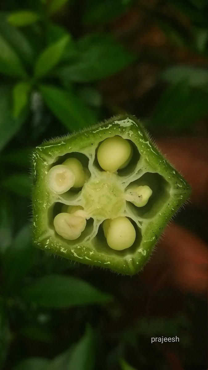 ManjeriPrajeesh's tweet image. Good morning