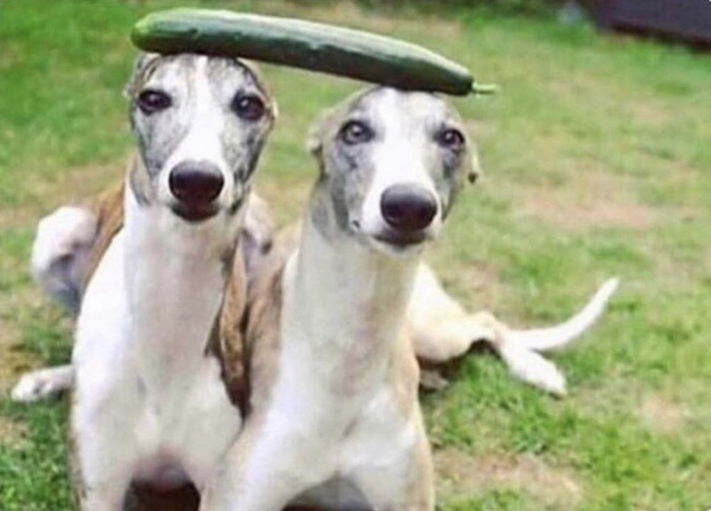brooke_alyssaaa's tweet photo. my last two brain cells trying to figure out how men have the audacity https://t.co/xtoREFDIXV