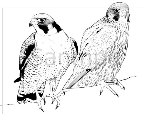 Peregrine falcons.
所謂ハヤブサ。成鳥と幼鳥(若) 