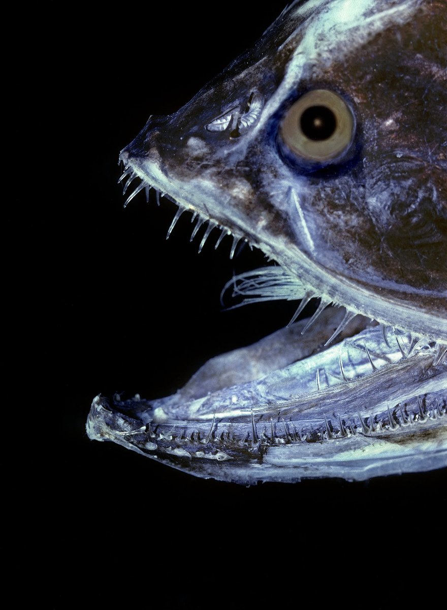 If all the multicellular life on earth held a vote to send its most representative ambassador, *beetles* wouldn't even make the cut.They'd send this guy, the bristlemouth fish. He outnumbers pretty much everyone else.