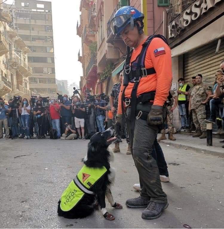 choulebanon's tweet photo. Flash!
Cuando un perro nos da más esperanza que nuestros políticos podridos
Aquí viene un perro de un continente lejano y da la esperanza que perdimos hace mucho tiempo
Gracias Flash 
Gracias Topos Chilenos
Con todo mi corazón gracias 
#toposchilenos
#مار_مخايل
#الجميزة
#بيروت https://t.co/uyw1szPSv7