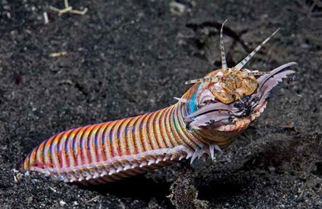 Again: our planet's most representative multicellular organism is more bobbit worm than beetle, let alone a messed up primate.