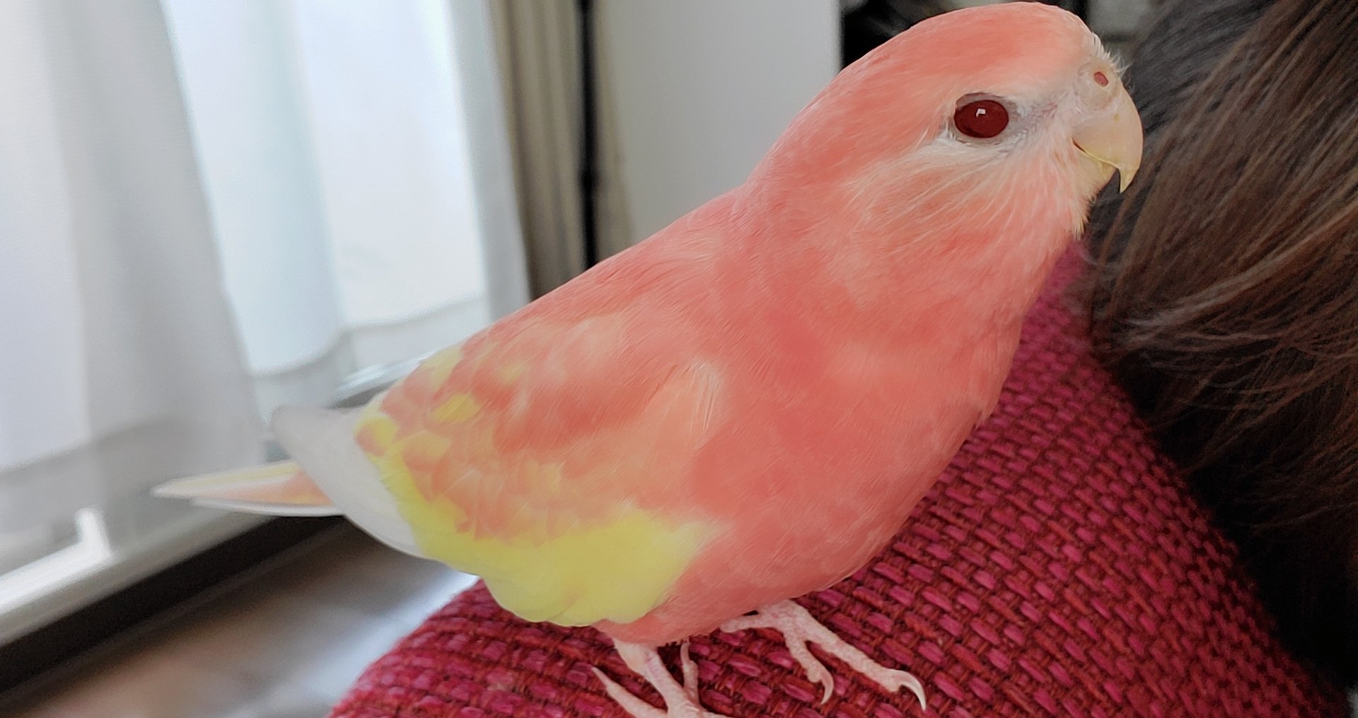ピンクのインコ Twitter Search Twitter