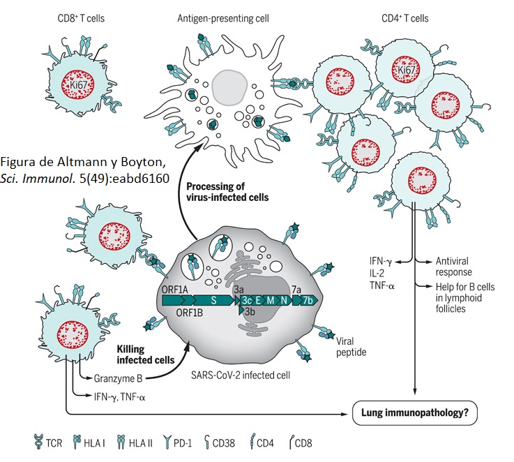 [4/23] Las respuestas celular y humoral del sistema inmune son vitales cuando nuestro cuerpo combate el virus SARS-CoV-2, causante de COVID-19. Ellas requieren que las proteínas del complejo HLA se unan y presenten fragmentos inmunogénicos (#epitopes) de las proteínas del virus.
