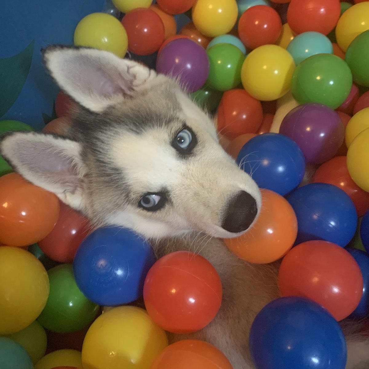 thehuskyapollo's tweet photo. Ball pit fun @dog_rates https://t.co/sVa4ocvB8d