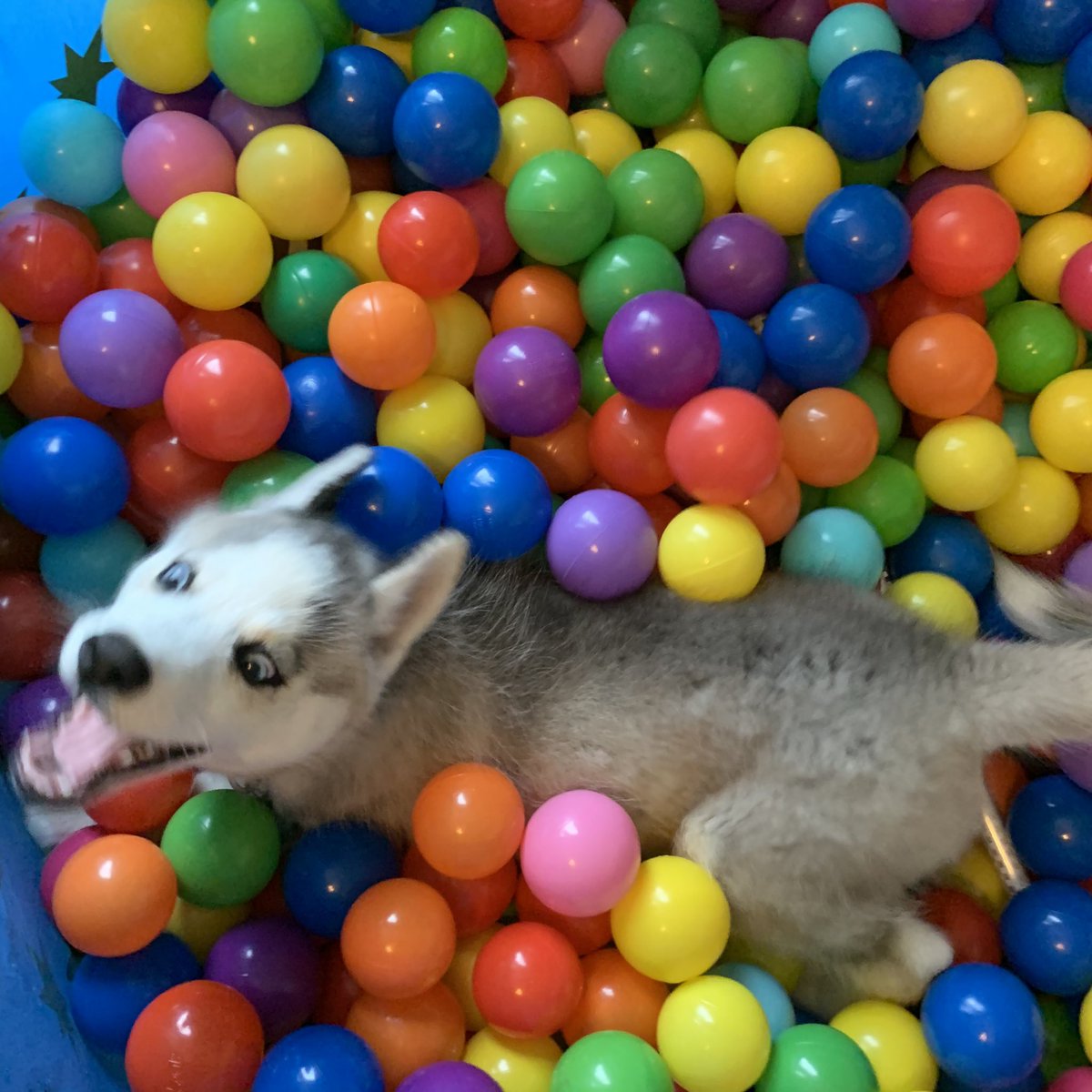thehuskyapollo's tweet photo. Ball pit fun @dog_rates https://t.co/sVa4ocvB8d