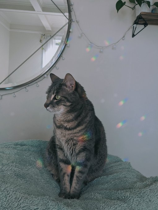 Fiona kindly requests that everyone has good dreams tonight ✨ https://t.co/lmXL1e6xJ1