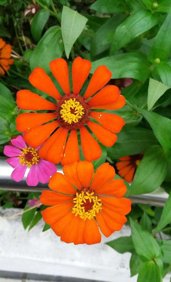 모든것은 다 지나간다
모든 만남은
생각보다 짧다
영원히 살것처럼
욕심부릴 이유는

하나도 없다 지금부터
백일만 산다고
생각하면
삶이 조금은 지혜로워
지지 않을까? 처음보아도

낯설지않은 고향 친구처럼
편하게 다가오는
백일홍
날마다 무지갯빛
편지를 족두리에 얹어
나에게 배달하네