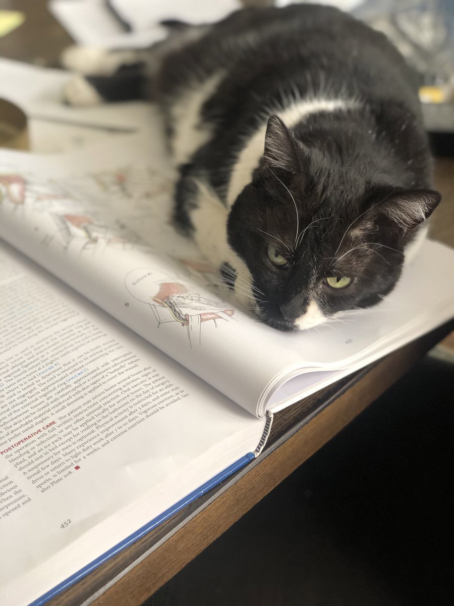 HangHoMD's tweet photo. She was reading up on hernia repairs #catsonbooks https://t.co/cLtxsENxQ7
