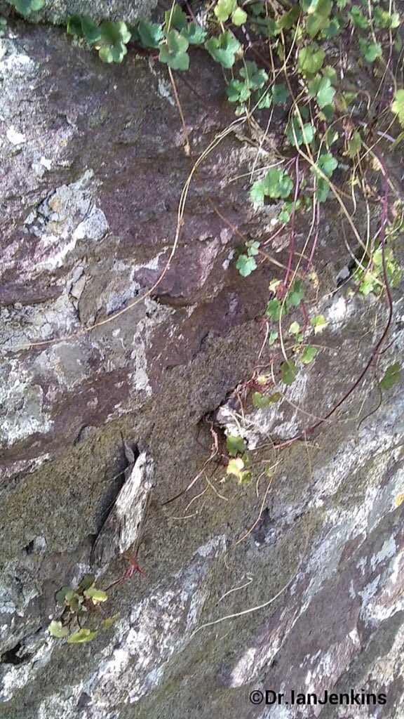 Eyqueum's tweet photo. Can you find this #moth? 

It flew in front on me on a walk and then landed on this wall! Nature's camoflage is exceptional! Think it's a Convolvulous Hawk Moth

#PCNP #Cymru #Wales

@savebutterflies https://t.co/TJWle5sjrp