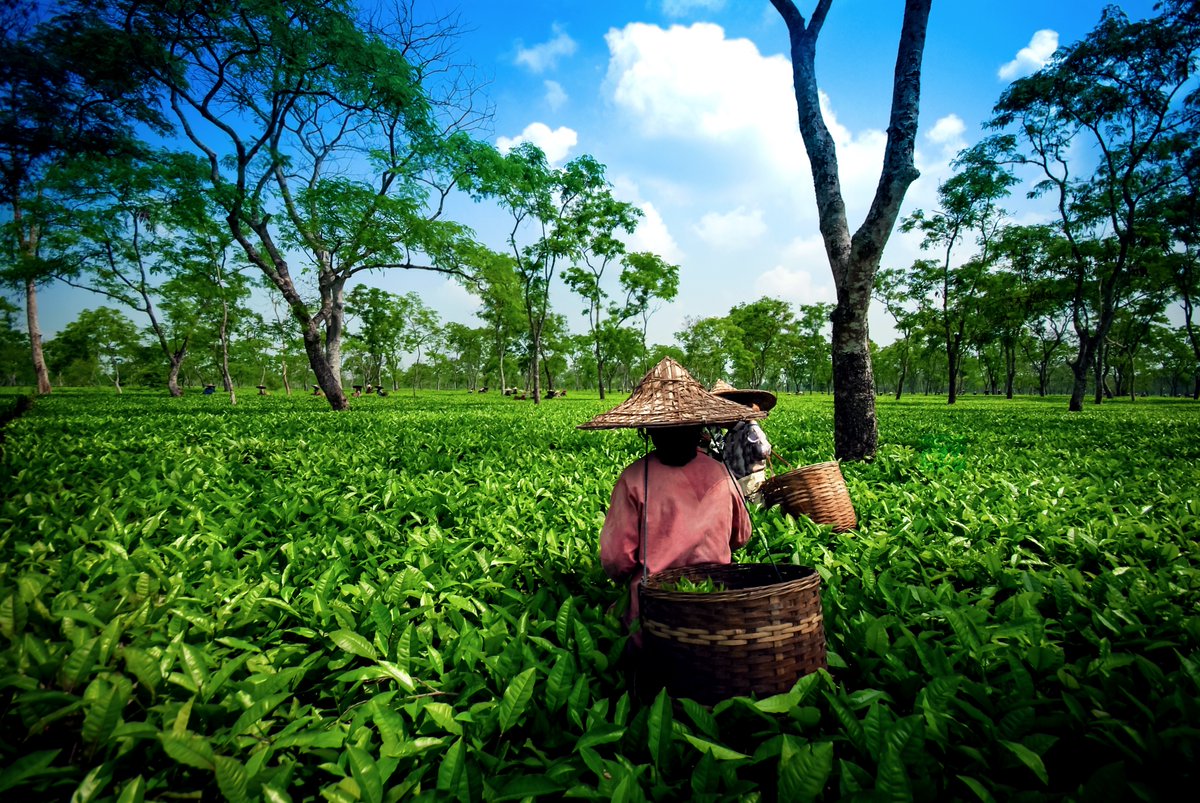 wanderlustmag's tweet photo. Sipping tea on a sun-kissed plantation in the Brahmaputra Valley among neat rows of tea bushes is much more than a refreshment: it’s a connection to the earth and Assam’s vibrant history...
Here's more reasons to visit India > https://t.co/Fi8cjinamf
#ad #wlii
@incredibleindia https://t.co/KqDlO1NYEP
