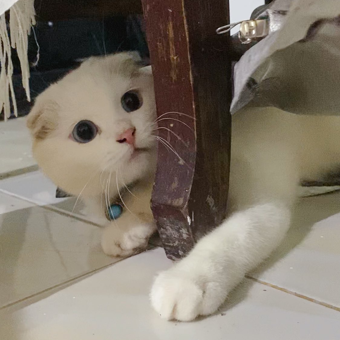 awwwfluffy's tweet photo. พรุ่งนี้ใคจาโดนอาบน้ำเหนอ https://t.co/B88srGcI89