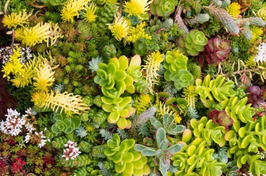 🌱 #GreenRoof #FactFriday 🌱
DID YOU KNOW - depending on the thickness of the system the layers of the green roof can absorb sound from going out and deflect noise coming in which is particularly beneficial in busy areas of high noise pollution.
#roofing #waterproofing