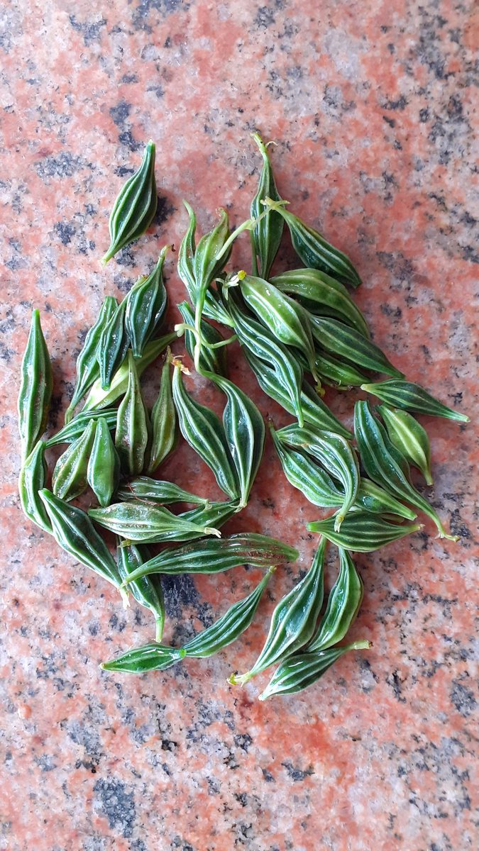 vinu_Greensoul's tweet photo. #gardening #Passion #Herbs #Medicinalplants #Nativevarieties
Happiness is.. GREEN,Nature,Environment,....
அதலைக்காய்... a rare veggie, famous in Southern TN... first time n our garden..☘☘ https://t.co/DuyCDcjEDc