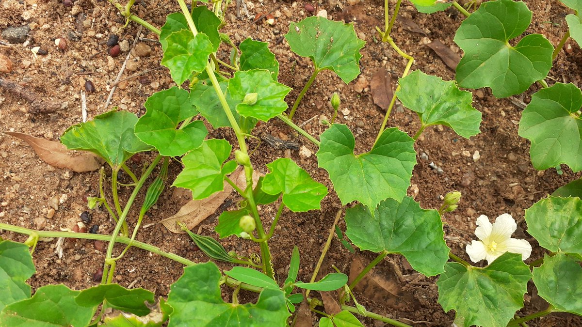 vinu_Greensoul's tweet photo. #gardening #Passion #Herbs #Medicinalplants #Nativevarieties
Happiness is.. GREEN,Nature,Environment,....
அதலைக்காய்... a rare veggie, famous in Southern TN... first time n our garden..☘☘ https://t.co/DuyCDcjEDc