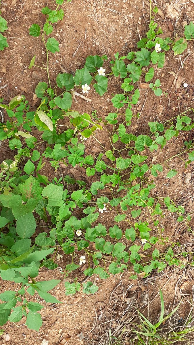 vinu_Greensoul's tweet photo. #gardening #Passion #Herbs #Medicinalplants #Nativevarieties
Happiness is.. GREEN,Nature,Environment,....
அதலைக்காய்... a rare veggie, famous in Southern TN... first time n our garden..☘☘ https://t.co/DuyCDcjEDc