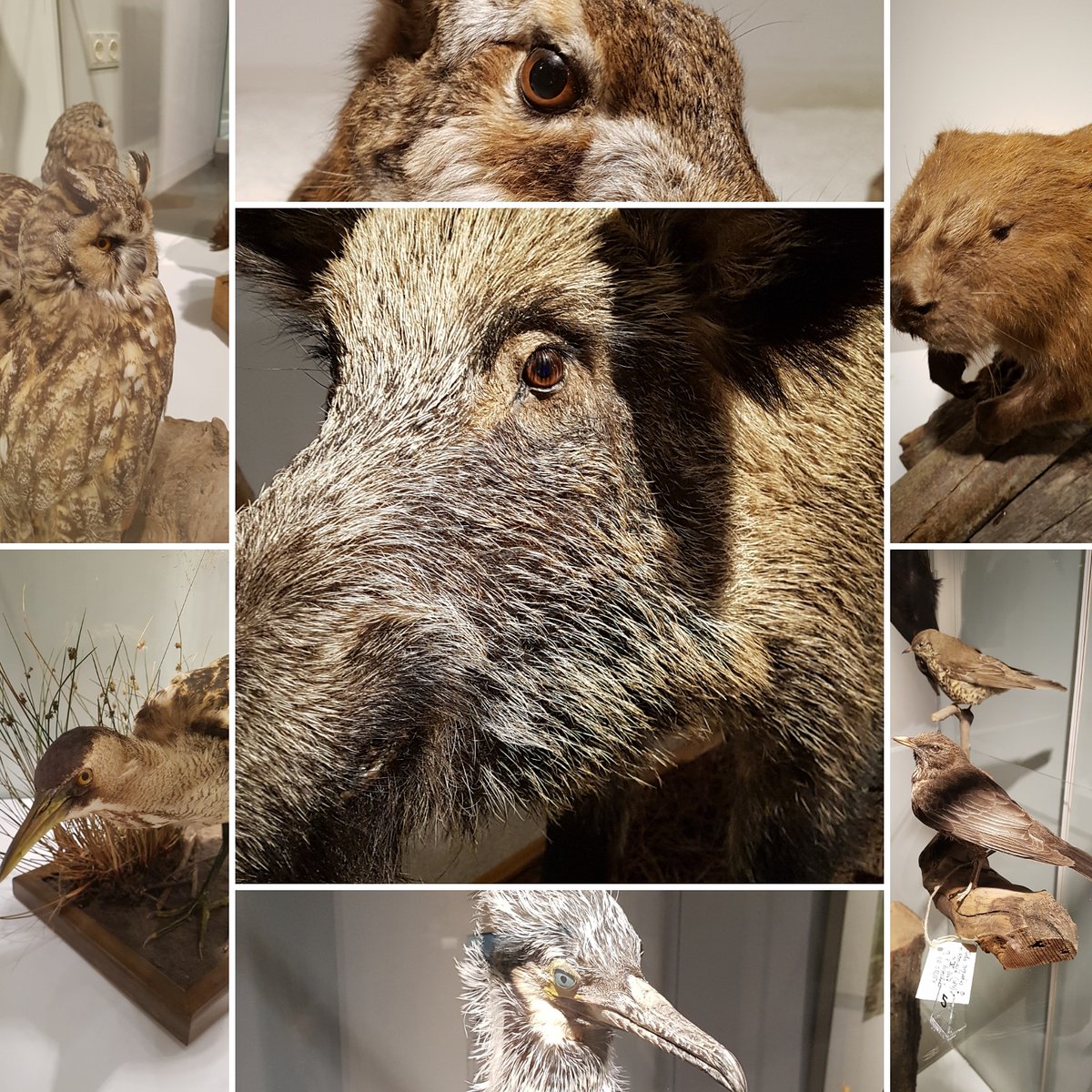 #tagderwildtiere #NationalWildlifeDay mit Einblicken in die #sonderausstellung #Tiere im #Stadtmuseum #Cottbus. #museum #wildlife #animals #exhibition #Ausstellung #kulturbb #Lausitz