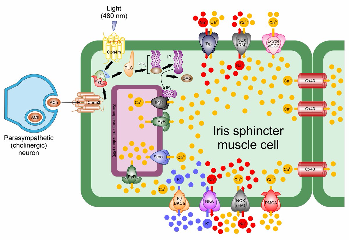 UmeaFor's tweet photo. UCMM would like to congratulate Dr Sghari, Dr Davies and Prof Gunhaga on their new paper “Elucidation of cellular mechanisms that regulate the sustained contraction and relaxation of the mammalian iris”, published today in IOVS. https://t.co/XfxYaKqeTf https://t.co/7wEe2xLEq0