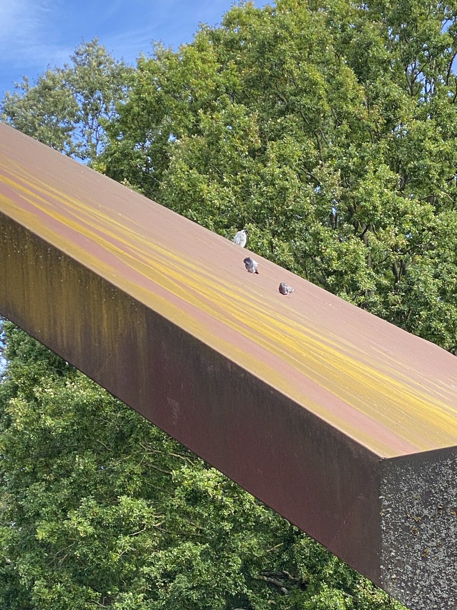 TinctureOfMuse's tweet photo. There is a heron on the #RustyLapTop @cp_bowl #CrystalPalace https://t.co/lLSIKdYsAW