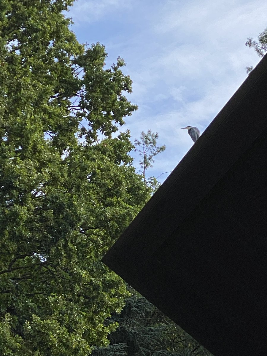 TinctureOfMuse's tweet photo. There is a heron on the #RustyLapTop @cp_bowl #CrystalPalace https://t.co/lLSIKdYsAW