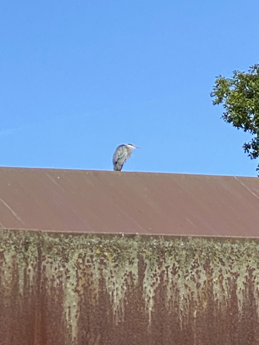TinctureOfMuse's tweet photo. There is a heron on the #RustyLapTop @cp_bowl #CrystalPalace https://t.co/lLSIKdYsAW