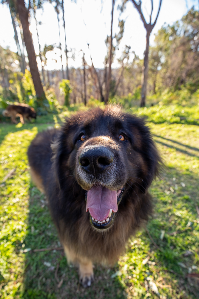 Starting off with Leonbergers. These absolute cuddle beasts can weigh up to 75kg. Here are Louie and Bono, two brothers that I recently photographed. They are accredited therapy dogs and visit aged care homes and hospitals. Aren't they perfection?