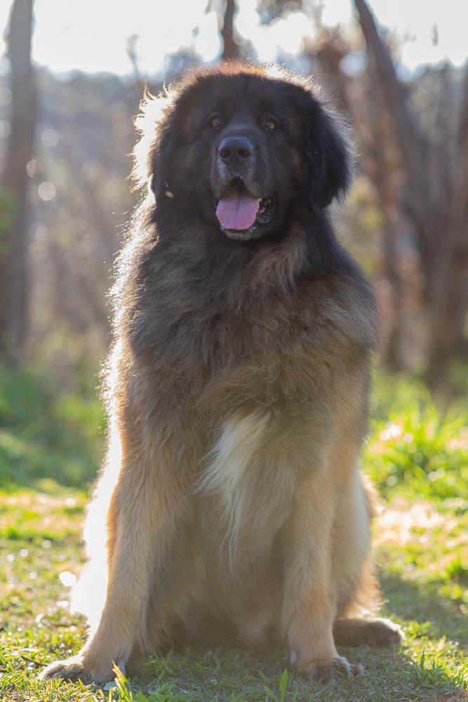 Starting off with Leonbergers. These absolute cuddle beasts can weigh up to 75kg. Here are Louie and Bono, two brothers that I recently photographed. They are accredited therapy dogs and visit aged care homes and hospitals. Aren't they perfection?