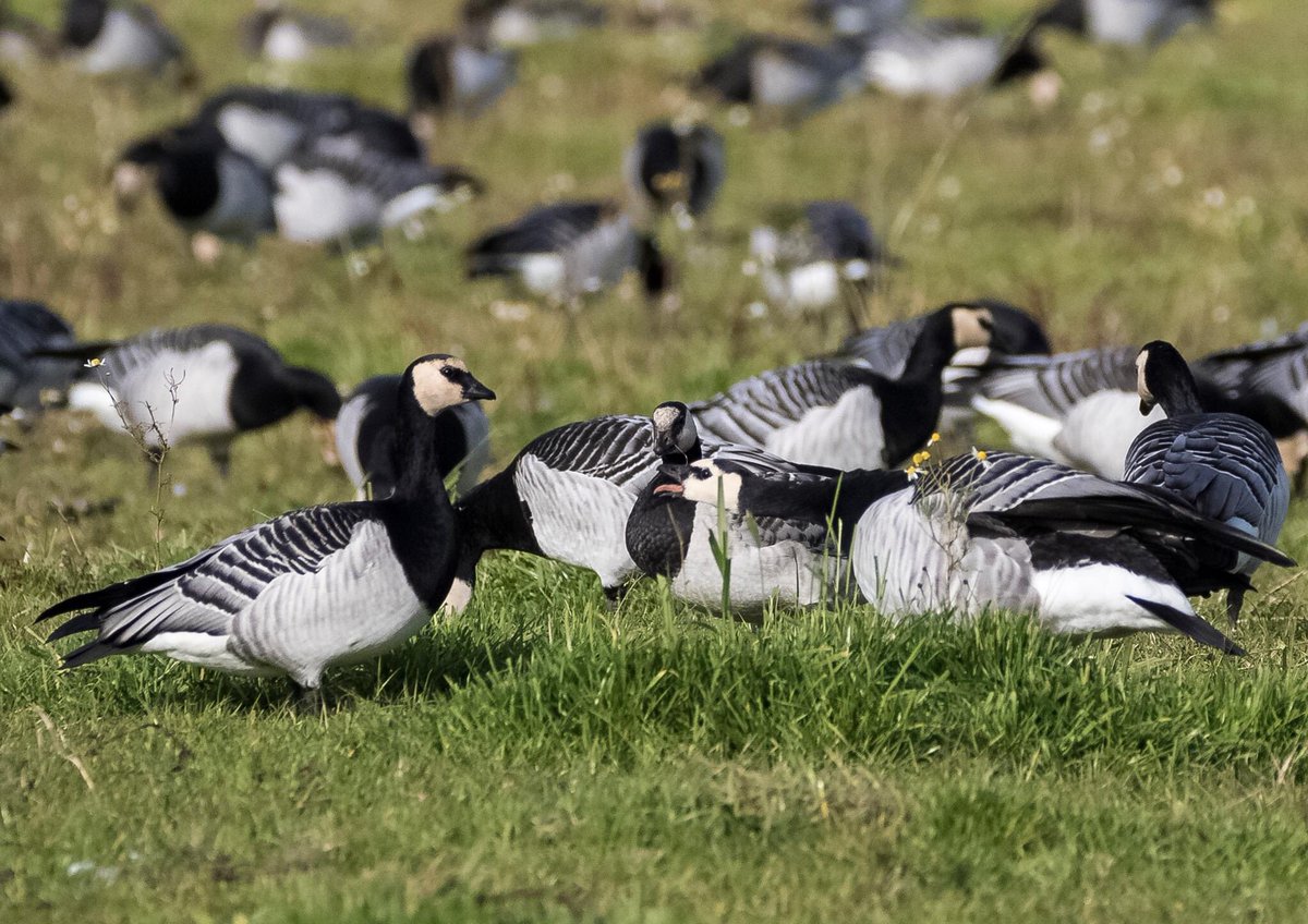 The Stove Network tweet media