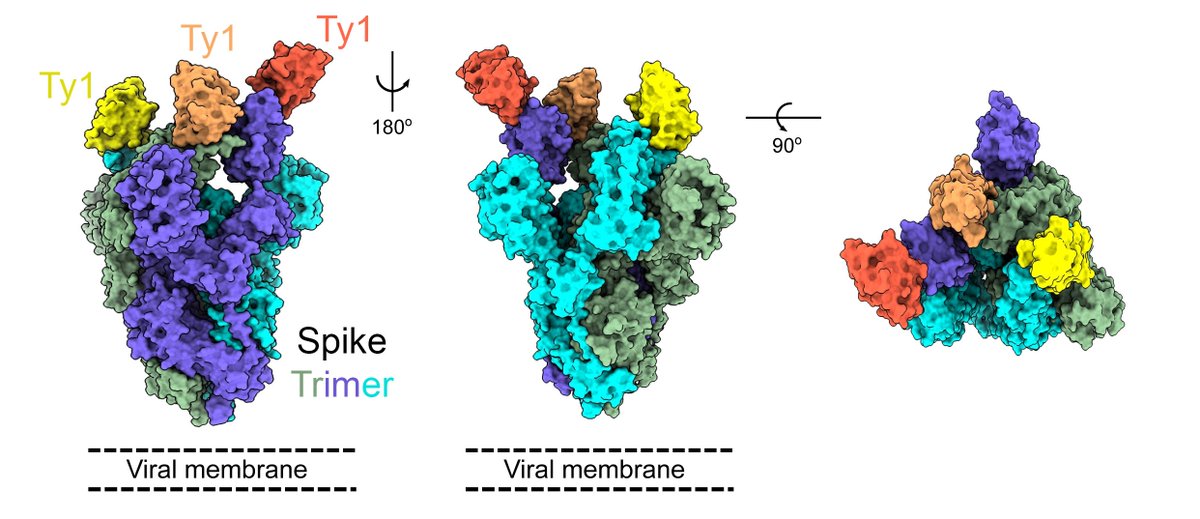 KI researchers have identified a small neutralizing antibody, a so-called #nanobody, that has the capacity to block #SARS_CoV_2 from entering human cells and may play a role in future antiviral treatments against #COVID19. <a href="/NatureComms/">Nature Communications</a> @LeoHanke2 bit.ly/3lIRjJs