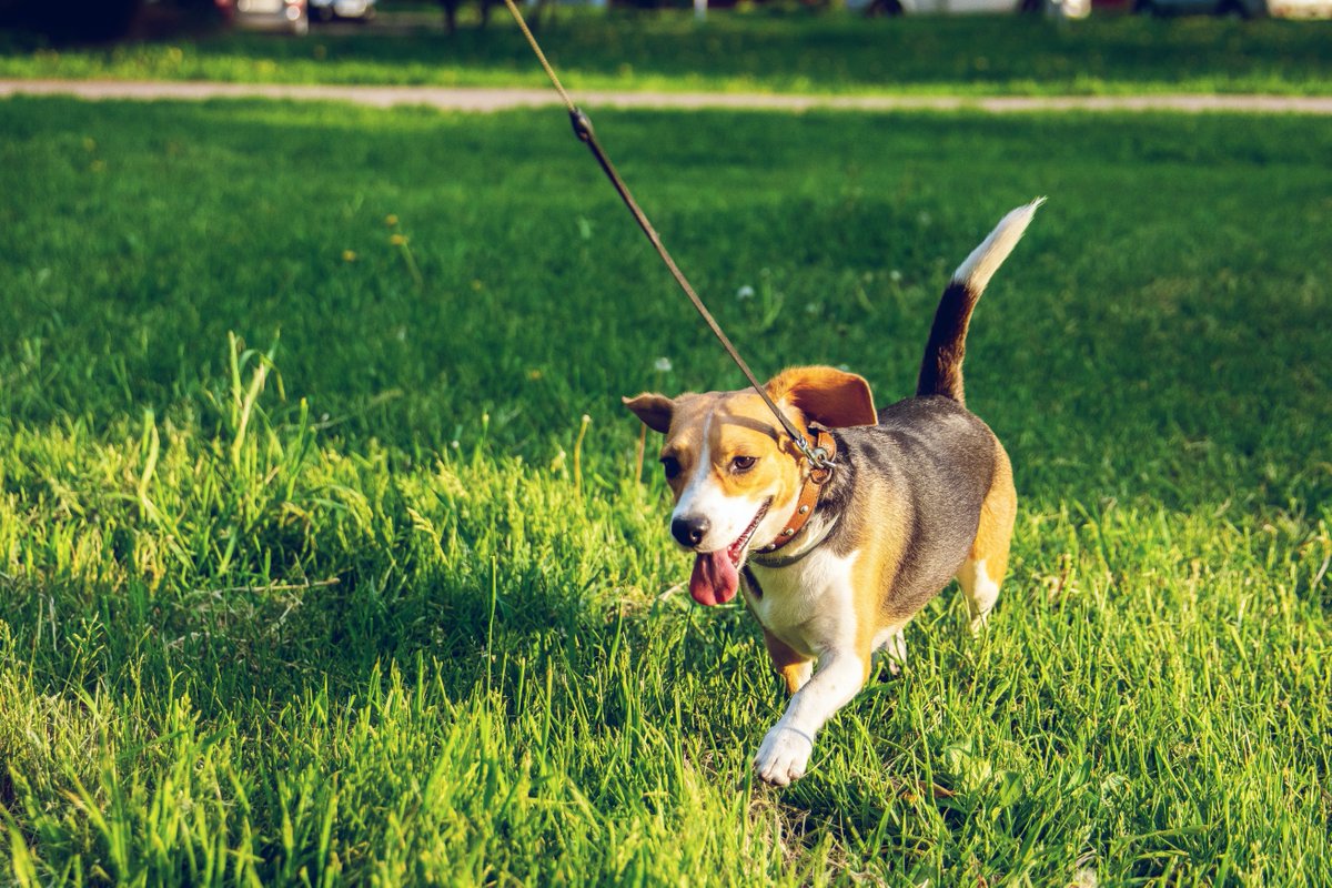 BehavingDog's tweet photo. Check out my new article on how to Introduce your new dog into your place, and why the first introduction is so important.
Introducing Your Dog to Your Place https://t.co/8TbPJ6RMYg 
#Dog #dogs #DogBehavior #dogbehaving #dogpsychology #guwahati #nagaon #newdog #dogbehaviorist https://t.co/dBKxKSKUXL