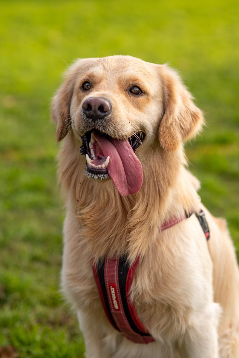 Golden retrievers. I mean. They're just always so happy. Here are a few that I've met recently: Ian, Ohana, and Willow. All very good dogs.