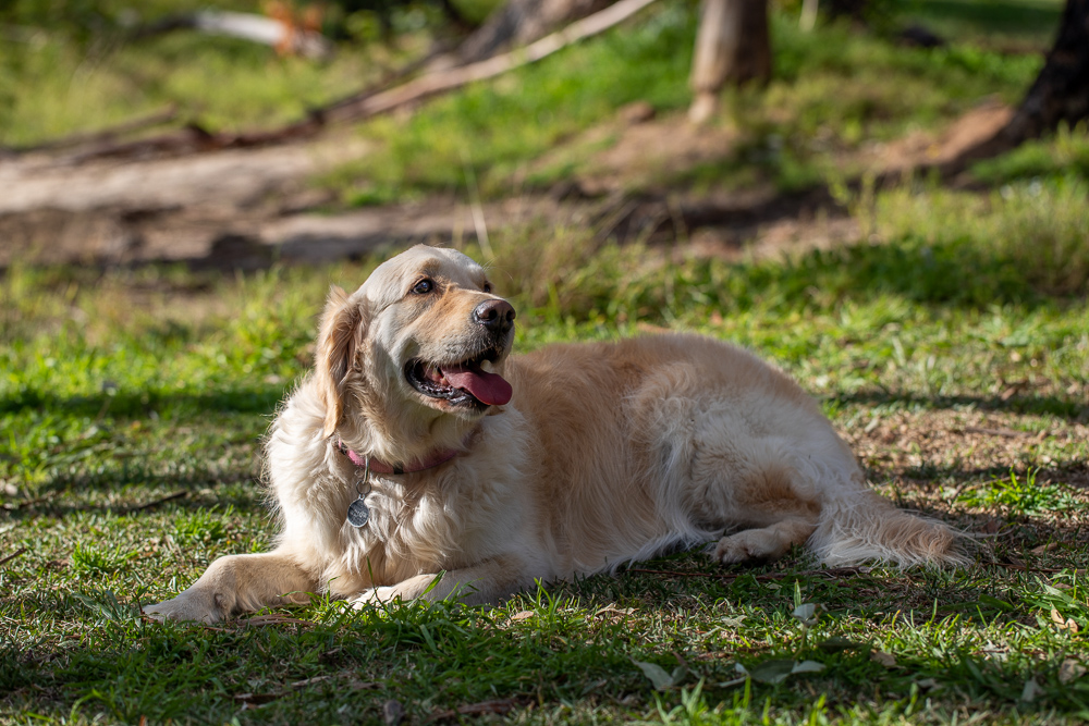 Golden retrievers. I mean. They're just always so happy. Here are a few that I've met recently: Ian, Ohana, and Willow. All very good dogs.