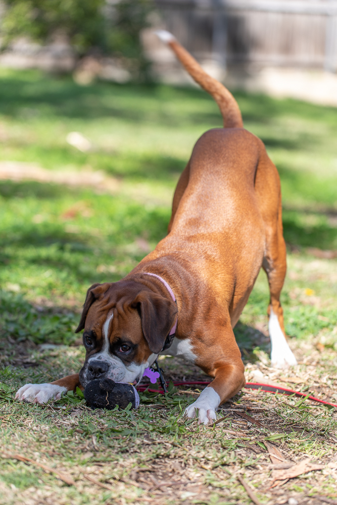 Boxers! They are so goofy and ridiculous. Meet: Billie, Mason, and Ginny