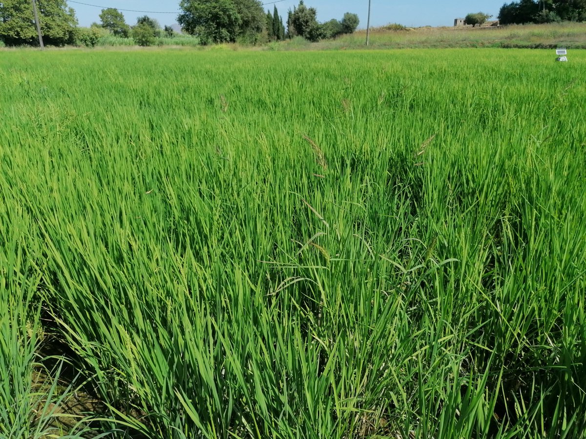 AGROENG_UdG's tweet photo. L'#arròs #ecològic de #Pals avança a bon ritme!
Tant a la parcel·la amb reg per inundació com a la regada amb reg per degoteig enterrat.
L'Estany de Pals aporta la seva experiència
#RAPAE @agriculturacat @oficinaregant @FonsUECat https://t.co/IXBqCMloNv