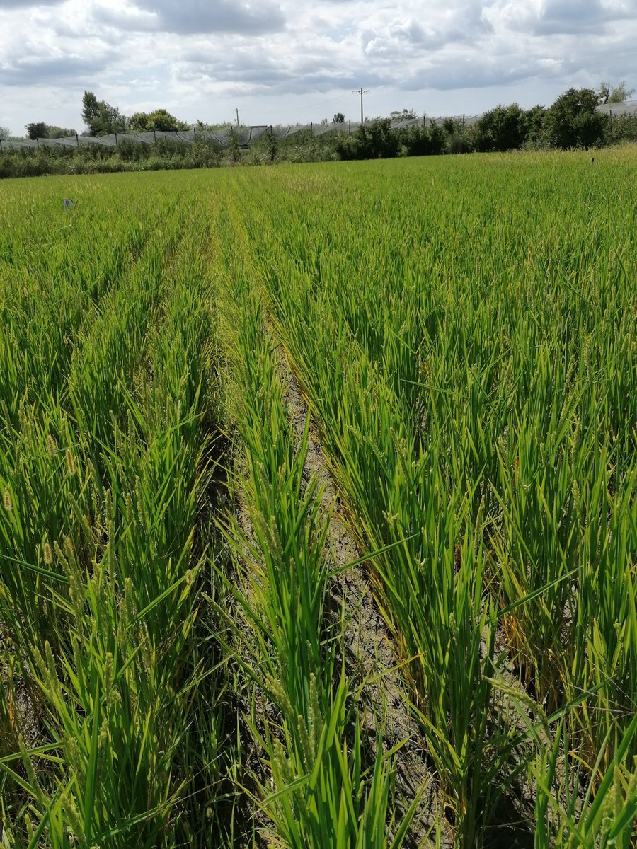 AGROENG_UdG's tweet photo. L'#arròs #ecològic de #Pals avança a bon ritme!
Tant a la parcel·la amb reg per inundació com a la regada amb reg per degoteig enterrat.
L'Estany de Pals aporta la seva experiència
#RAPAE @agriculturacat @oficinaregant @FonsUECat https://t.co/IXBqCMloNv