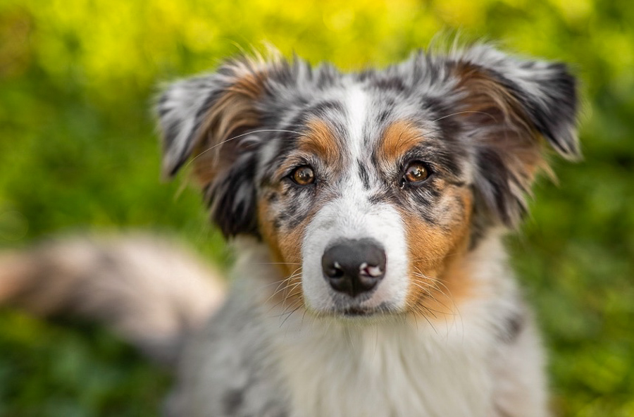 Australian shepherds! They are whip smart, extremely beautiful, and so friendly. Meet: Bailey, Lexa, and Merlin.