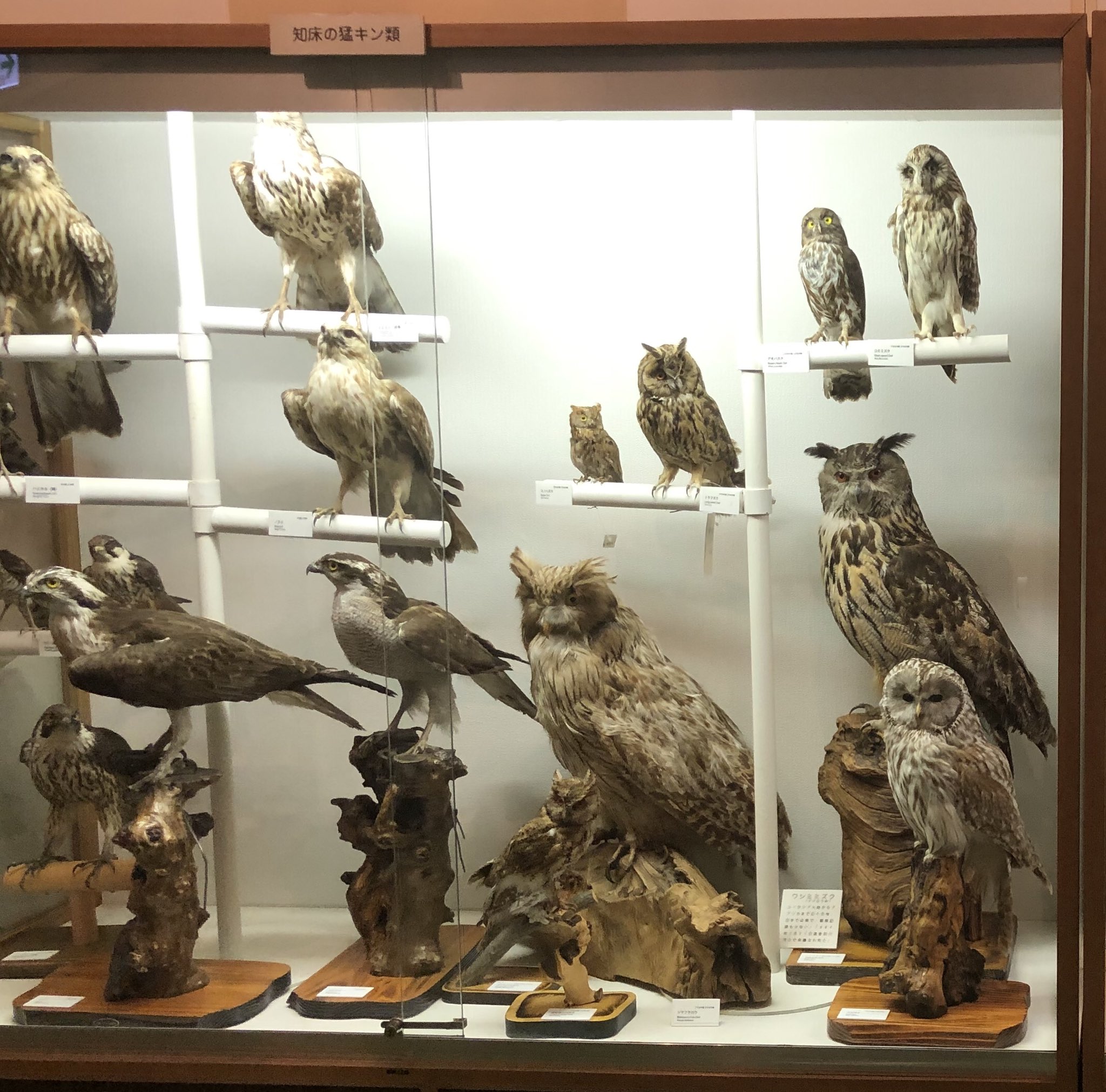 2024人気新作 鳥羽和久 KAZUHISA TOBA on X:  生物学