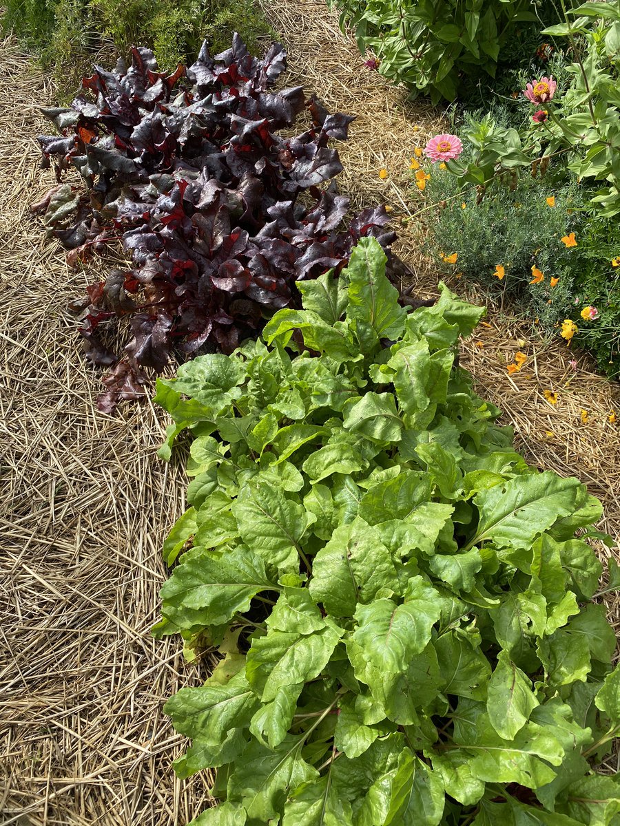 I’m excited to join two <a href="/Georgetown/">Georgetown University</a> friends (plus Rome and Beijing based gardeners) to discuss the joys and challenges of gardening during a global #pandemic. It’s a @Zoom_us #livestream with remote production (China), socially distanced gardeners (US, Italy, China)... and you!?!