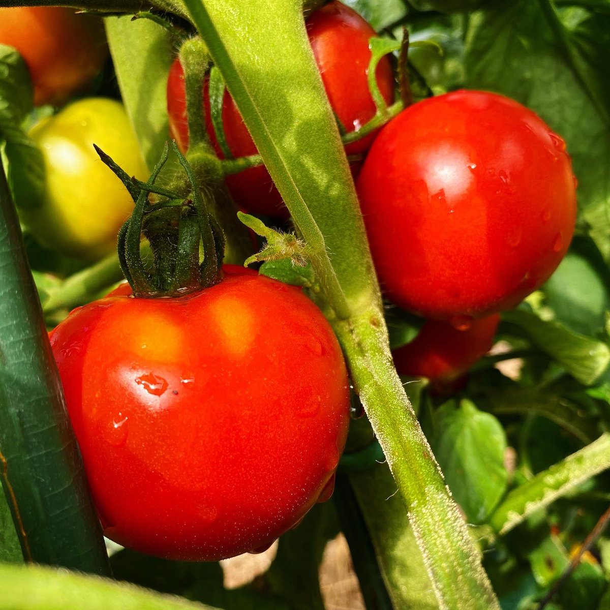 RosslynRedux's tweet photo. I’m excited to join two @Georgetown friends (plus Rome and Beijing based gardeners) to discuss the joys and challenges of gardening during a global #pandemic. It’s a @Zoom_us #livestream with remote production (China), socially distanced gardeners (US, Italy, China)... and you!?! https://t.co/MgRqXV3vVq