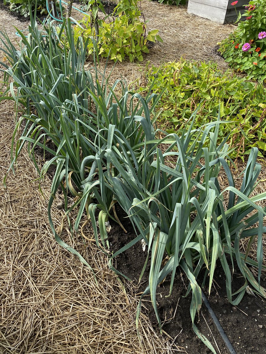RosslynRedux's tweet photo. I’m excited to join two @Georgetown friends (plus Rome and Beijing based gardeners) to discuss the joys and challenges of gardening during a global #pandemic. It’s a @Zoom_us #livestream with remote production (China), socially distanced gardeners (US, Italy, China)... and you!?! https://t.co/MgRqXV3vVq