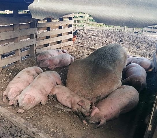 Tamworthpigscheshire tweet media