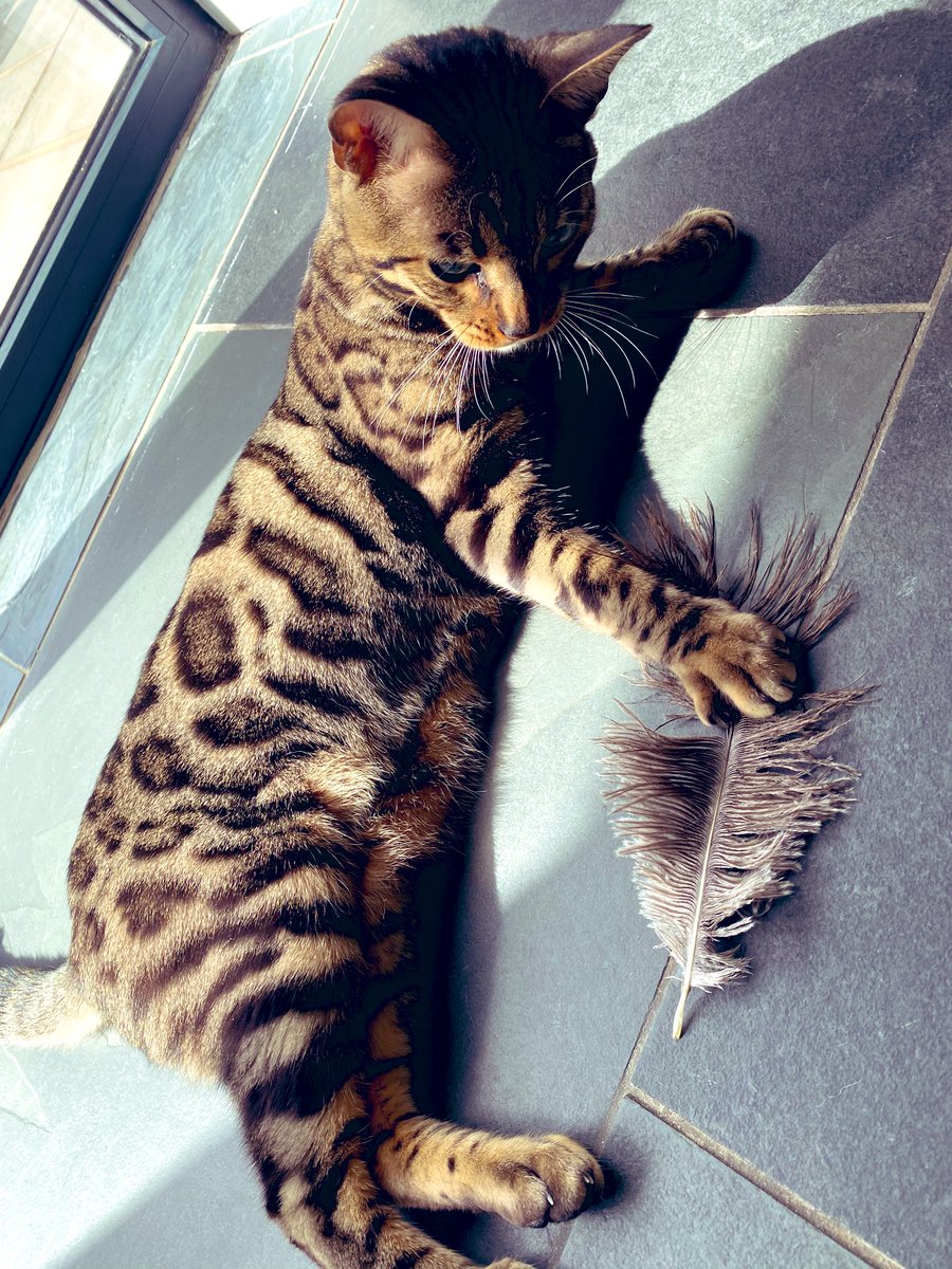 BengalWilma's tweet photo. Overnight Frank has either...
A) hunted down an ostrich
B) found the duster π½πΎβ£οΈ #LittleFrank #FeatherFun #FridayThoughts https://t.co/nFYLJnkEJY