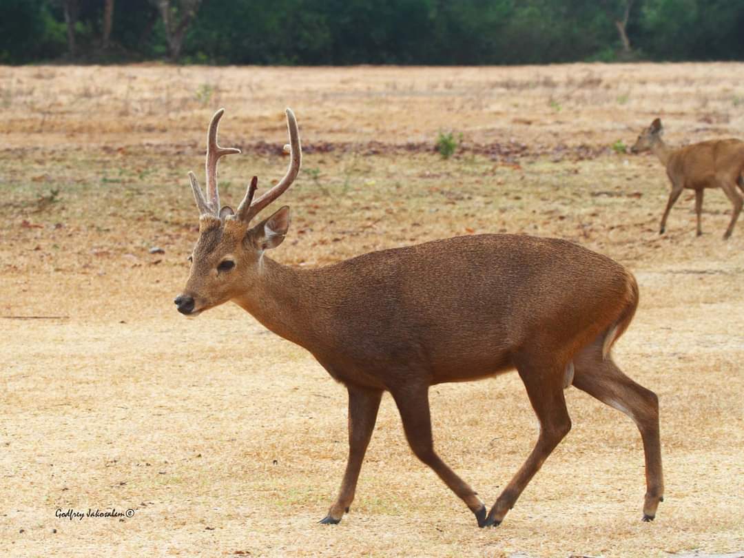 PhBiodiversity's tweet photo. Deer Friday!
Visayan spotted deer (Rusa alfredi) found in forests of Negros and Panay in the West Visayas region. 
Calamian Deer (Axis calamianensis) is a diurnal species found in grassland and open forest of the Municipality of Busuanga.

📸 Godfrey Jakosalem and PhilBio https://t.co/JgVtSju6BU